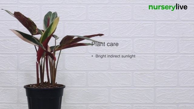 Plant Facts & Care Tips | Ep. 30 | Calathea Triostar Plant смотреть онлайн