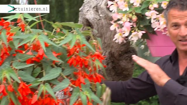 Begonia verzorging (Waterfall) - Tuinieren.nl смотреть онлайн