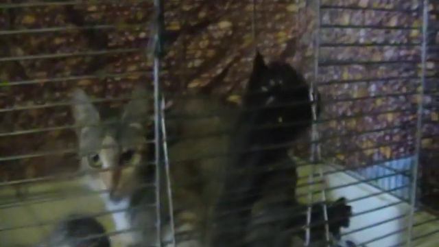 котята спасённые из подъезда смотреть онлайн