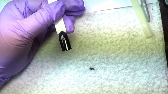 Дизайн ногтей гель лаком кошки хамелеоны. смотреть онлайн