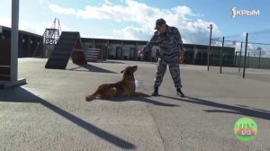 Как полицейские кинологи обучают профессиональному мастерству четвероногих