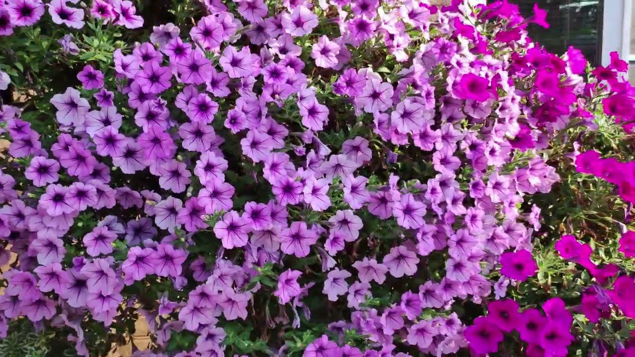 Только эта петуния будет цвести пышными шапками на солнцепеке при аномальной жаре свыше 50 градусов. смотреть онлайн