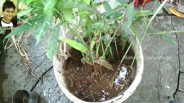 Ginger plant growing and harvesting at home || organic kitchen gardening || Mahesh Gupta Vlogs || смотреть онлайн