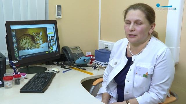 Друг человека или объект повышенной опасности? Самые популярные мифы о животных и аллергии смотреть онлайн