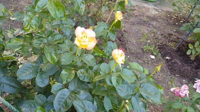 Сорняки в розарии это лучше ДЛЯ МЕНЯ ,чем применение Гербицидов в саду 7июля 2021 года смотреть онлайн