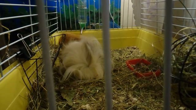 Пыжик забияка смотреть онлайн