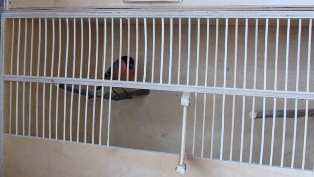 Снегирь. Приручение. смотреть онлайн