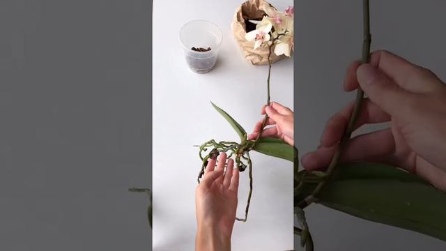 Отделение детки фаленопсиса смотреть онлайн