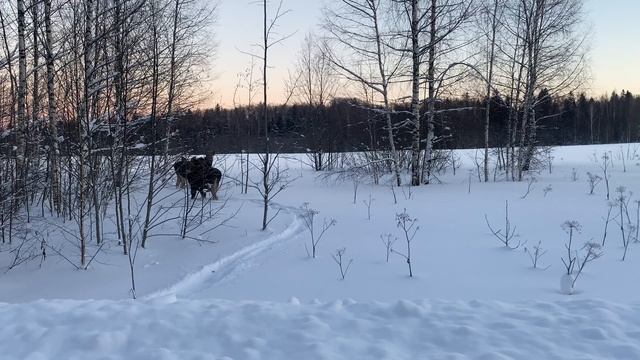 Лоси на даче смотреть онлайн