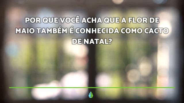 Como cuidar da FLOR-de-MAIO 🌵 Adubo, luz e mais смотреть онлайн