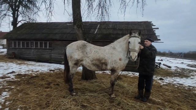 Серый в яблоко ?Конь Малыш?️? смотреть онлайн