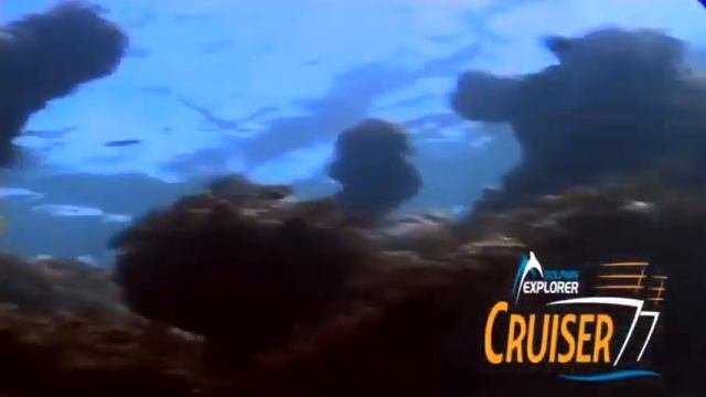 Sanctuary cabeza de toro by dolphin explorer cruiser