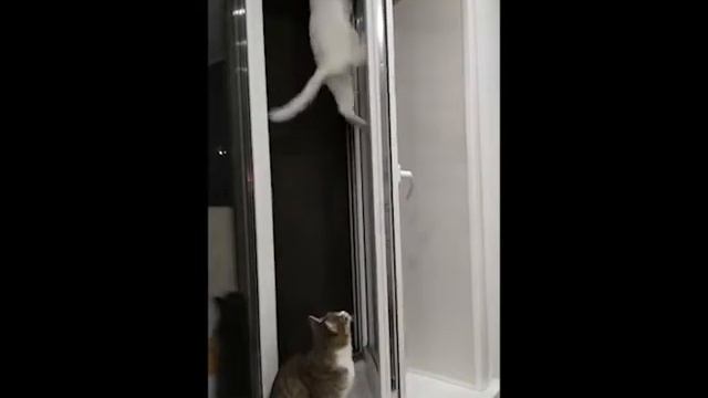 Кошка висит на окне смотреть онлайн