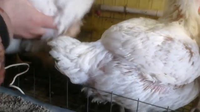 Бройлер Смена 9, вес в 40 дней.