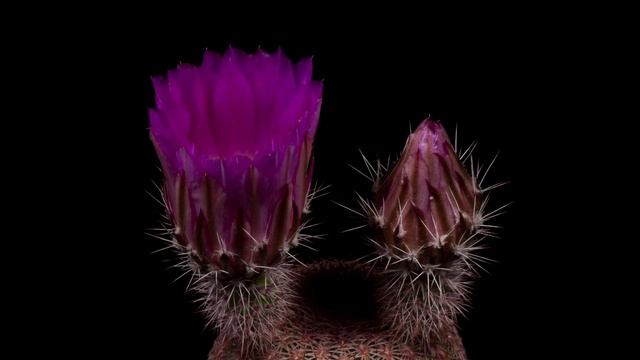 Time Lapse Echinocereus rigidissimus, Mexico, Sonora, El Novillo - Sahuaripa смотреть онлайн