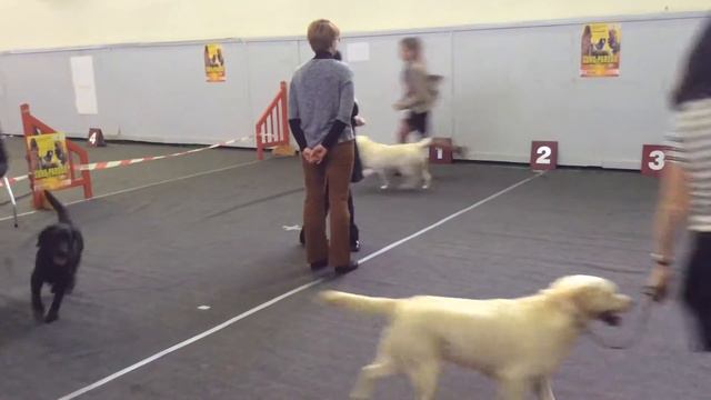 Литва, Паневежис, 21.02.2016, лабрадоры ретриверы, Дрима с Юлией Пугачевой смотреть онлайн