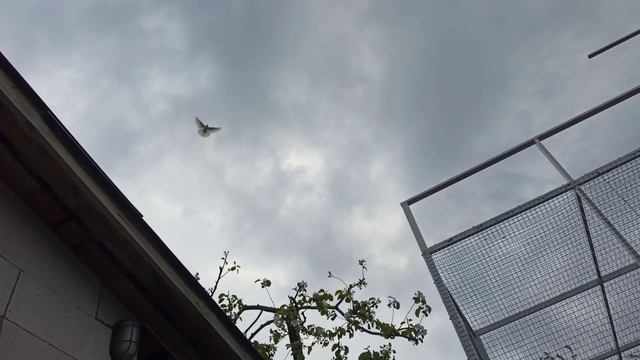 Голуби) в небе