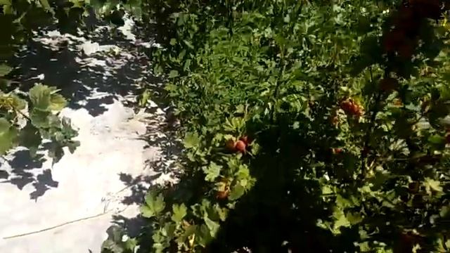 23 июня,крыжовник (агрус )грушенька смотреть онлайн