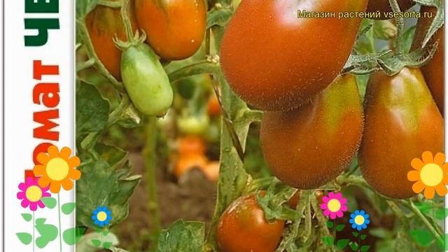 Томат Черномор. Краткий обзор, описание характеристик solanum lycopersicum Chernomor смотреть онлайн