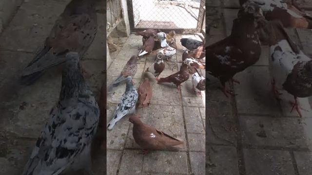 Бакинские голуби, г. Краматорск Донецкой области. Часть 4. смотреть онлайн