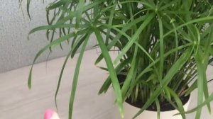 Циперус.Уход.Пересадка.Полив.Выращивание в домашних условиях.