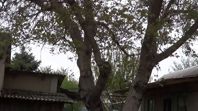 СТОИТ ЛИ ПОКУПАТЬ СТАВМАШ / СУП С БЫЧКАМИ / МОИ ПАПА И МАМА смотреть онлайн