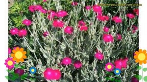 Лихнис корончатый Атросангинеус. Краткий обзор, описание lychnis coronaria Atrosanguineus