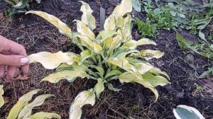 Коллекционные хосты. Gravity Rocks и Ripple Effect