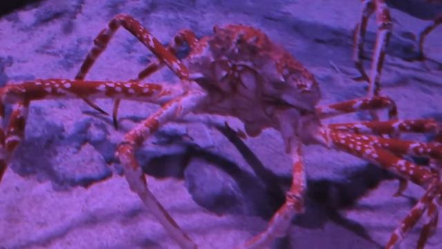 Ocean Park Hong-Kong.m4v смотреть онлайн