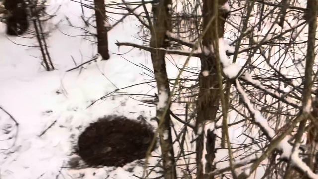 Коллективная охота на волков .