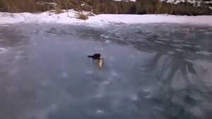 Норка ворует рыбу у рыбака
