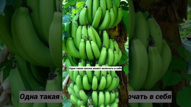 Сколько весят бананы?#shorts смотреть онлайн