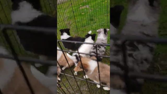 Nov 7th collie puppies смотреть онлайн