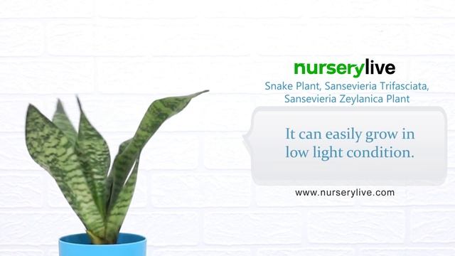 Snake Plant - Sansevieria Trifasciata, Sansevieria Zeylanica - Plant | Nurserylive