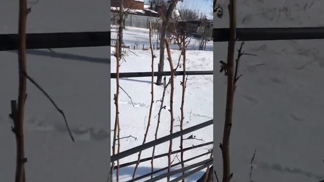 Как подвязать малину, очень простой и дешёвый способ смотреть онлайн