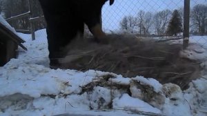 ЗИМНЕЕ СОДЕРЖАНИЕ ГУСЕЙ. Настоящие деревенские гуси.