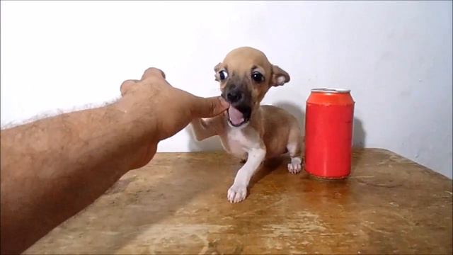 Chihuahua de Bolsillo en Venta - Envios a todo Mexico смотреть онлайн
