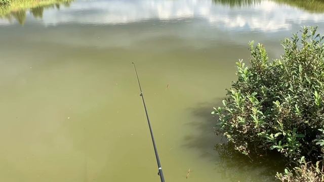 ЛЕТНИЙ ПРУДИК ДЛЯ КАРАСЕЙ ОТ А ДО Я l КАК ПРОСТО СДЕЛАТЬ ЛЕТНИЙ ПРУДИК ДЛЯ КАРАСЕЙ? l РОСТ НА 100% смотреть онлайн