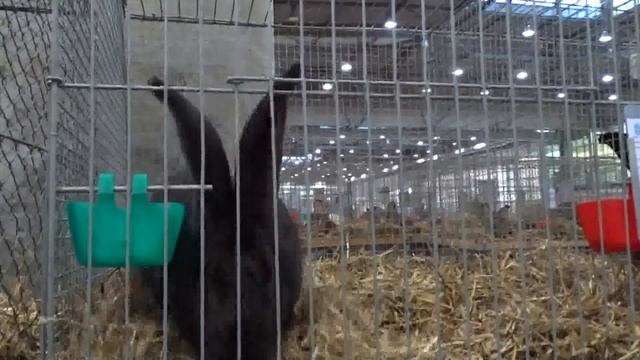 Ризены на выставке кроликов БУНДЕСШОУ Германия смотреть онлайн