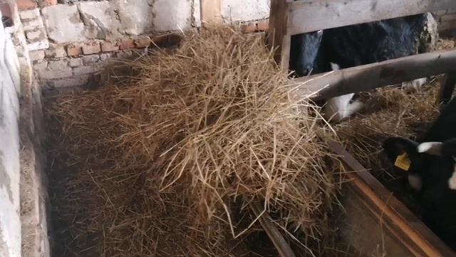 Навес в процессе / Подстилка для коров / Корм для крс зимой / Разговоры за жили-были. смотреть онлайн