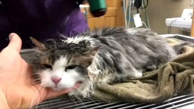 Когда в приют принесли это существо сотрудники потеряли дар речи! смотреть онлайн