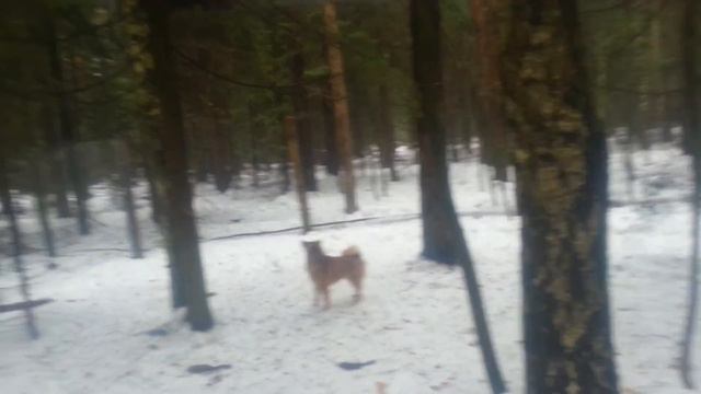 Ritaa Притравка по соболю (Training on sable) смотреть онлайн