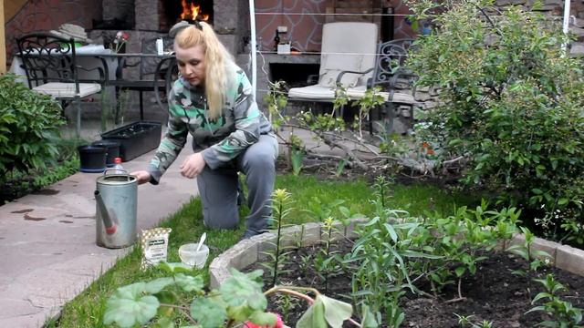 Удобряем лилии чтобы цвели и цветы будут крупными. смотреть онлайн