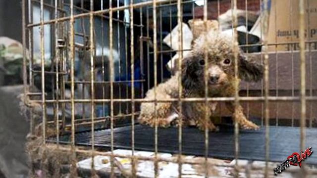 В ней трудно было узнать собаку, она никогда не видела солнечного света. смотреть онлайн