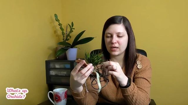 Dendrobium pseudoequitans - Part 14 | My orchid collection history смотреть онлайн