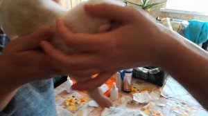 Купирование хвостиков щенков алабай