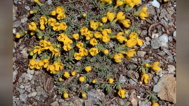 ДУГЛАСИЯ (DOUGLASIA) сем.  Первоцветные смотреть онлайн