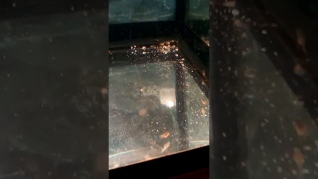 Псевдотрофеус Ацей Нгара молодь смотреть онлайн