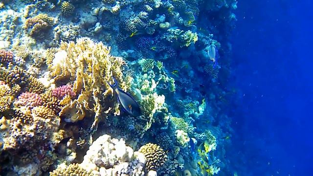 Snorkeling on the Coral Reef Red Sea, Marsa Alam, Egypt смотреть онлайн