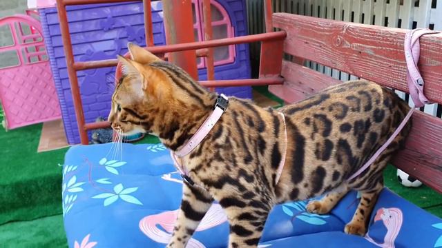 Уникальная Бенгальская кошечка Карамель смотреть онлайн